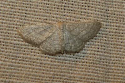 <i>Idaea subsericeata</i>