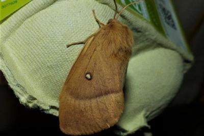 <i>Lasiocampa quercus</i>