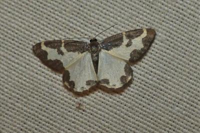 <i>Lomaspilis marginata</i>