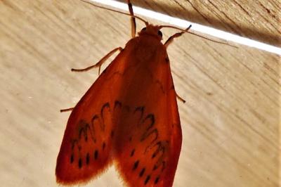 <i>Miltochrista miniata</i>