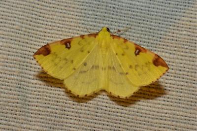 <i>Opisthograptis luteolata</i>