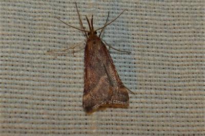 <i>Synaphe punctalis</i>