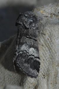 <i>Drymonia querna</i>