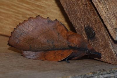 <i>Gastropacha quercifolia</i>