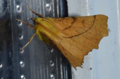 <i>Ennomos alniaria</i>