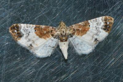 <i>Eupithecia breviculata</i>