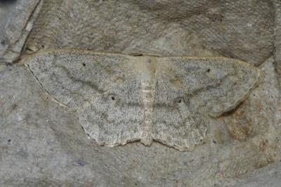 <i>Scopula nigropunctata</i>