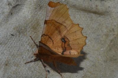 <i>Selenia lunularia</i>