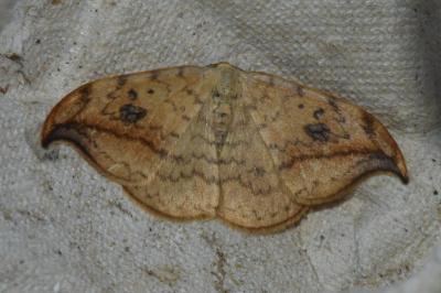 <i>Drepana falcataria</i>