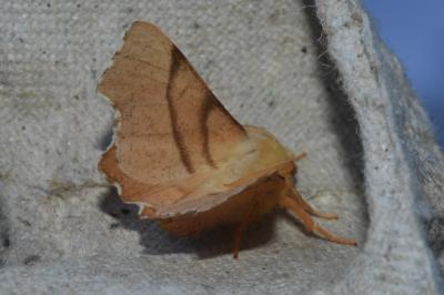 <i>Ennomos erosaria</i>