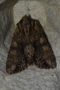 <i>Apamea monoglypha</i>