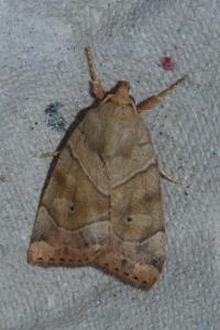 <i>Cosmia trapezina</i>