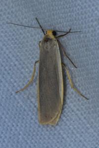 <i>Nyea lurideola</i>