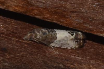 <i>Spilonota ocellana</i>