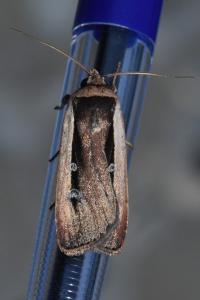 <i>Ochropleura leucogaster</i>