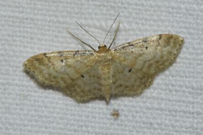 <i>Idaea fuscovenosa</i>