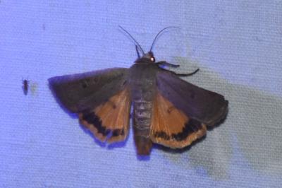 <i>Noctua comes</i>