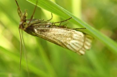 <i>Chrysocrambus linetella</i>