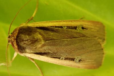 <i>Ochropleura leucogaster</i>