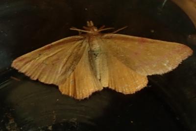 <i>Lythria purpuraria</i>