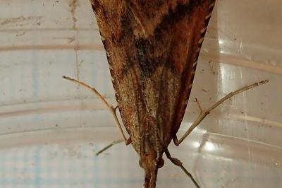 <i>Synaphe punctalis</i>