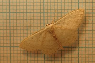 <i>Idaea subsericeata</i>