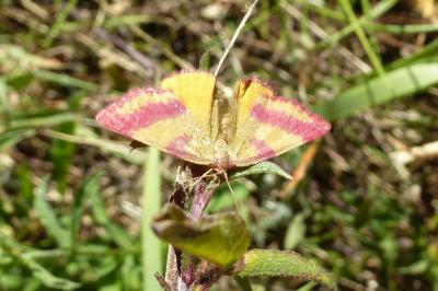 <i>Lythria cruentaria</i>
