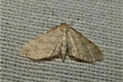 <i>Idaea fuscovenosa</i>