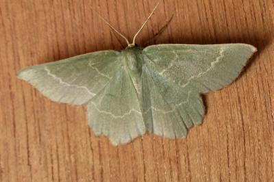 <i>Thalera fimbrialis</i>
