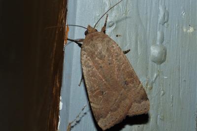 <i>Noctua comes</i>