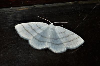 <i>Cabera pusaria</i>