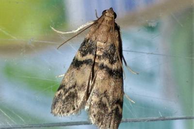 <i>Euzophera pinguis</i>