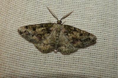 <i>Cleorodes lichenaria</i>
