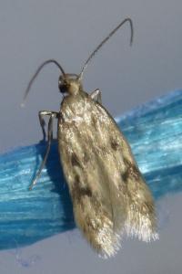 <i>Borkhausenia nefrax</i>