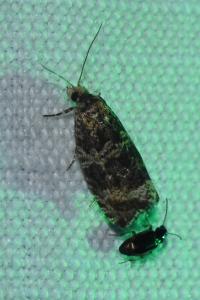 <i>Celypha lacunana</i>