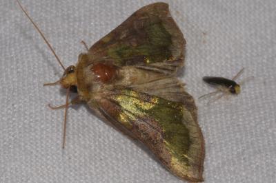 <i>Diachrysia chrysitis/stenochrysis</i>