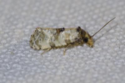 <i>Cochylis molliculana</i>