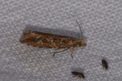 <i>Bactra furfurana</i>
