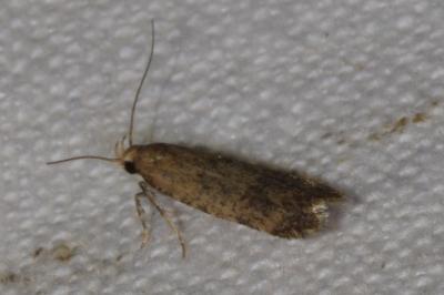 <i>Pexicopia malvella</i>
