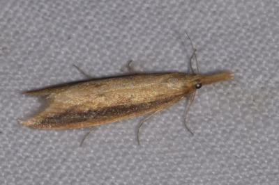 <i>Donacaula forficella</i>