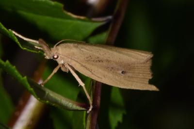 <i>Chilo phragmitellus</i>
