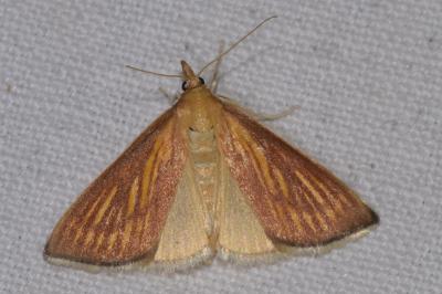 Nascia cilialis