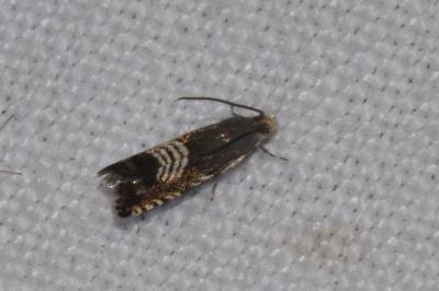 <i>Grapholita compositella</i>