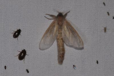 <i>Phragmataecia castaneae</i>