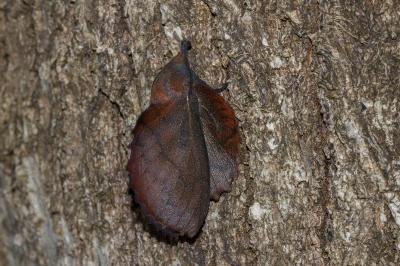 <i>Gastropacha quercifolia</i>
