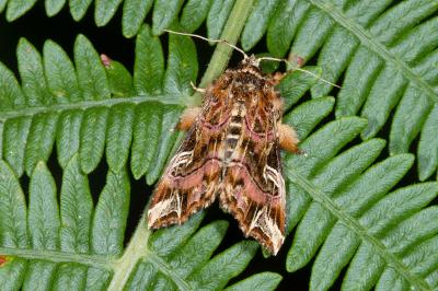 <i>Callopistria juventina</i>