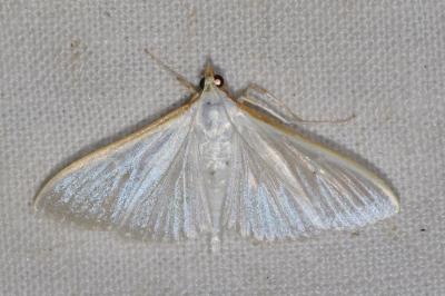 <i>Palpita vitrealis</i>
