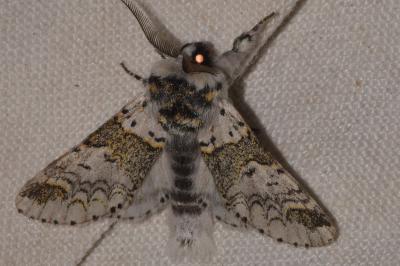 <i>Furcula furcula</i>