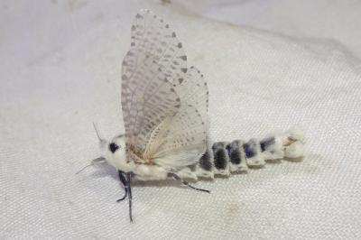 <i>Zeuzera pyrina</i>