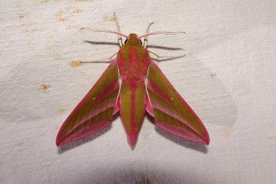 <i>Deilephila elpenor</i>